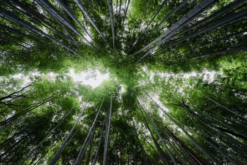 Photo Bamboo forest